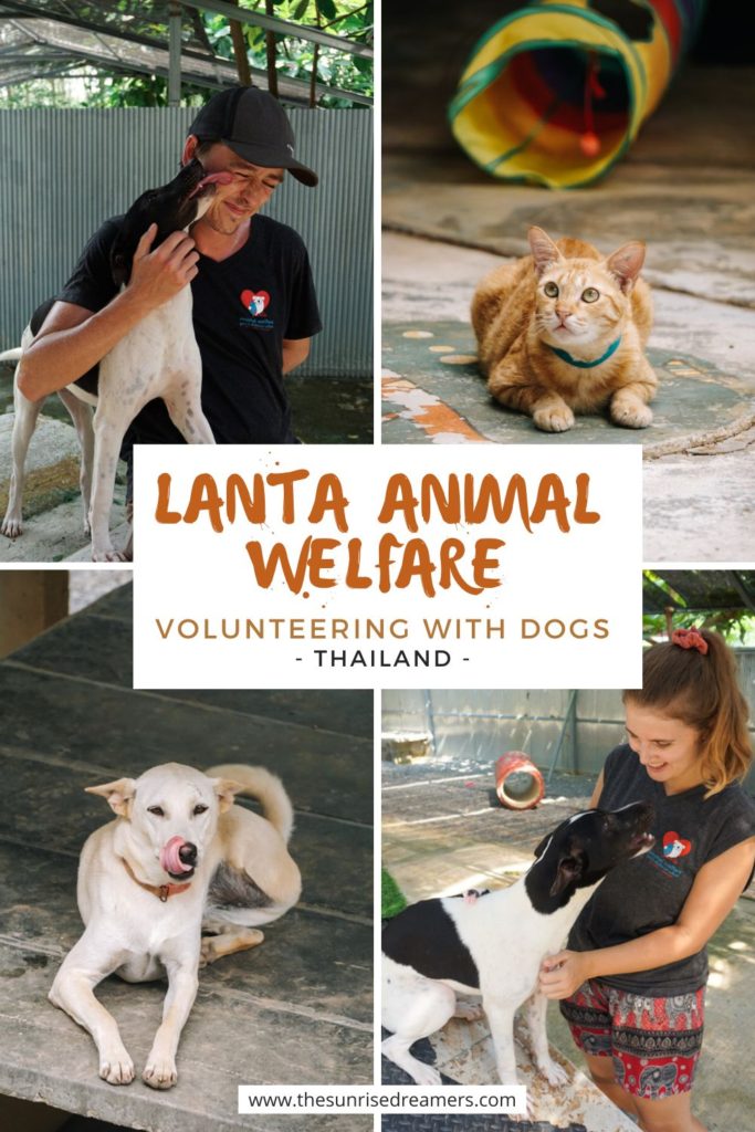 volunteering at lanta animal welfare in thailand koh lanta
