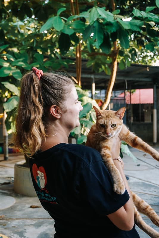 Volunteering with animals in Thailand - Meet Taro the cat
