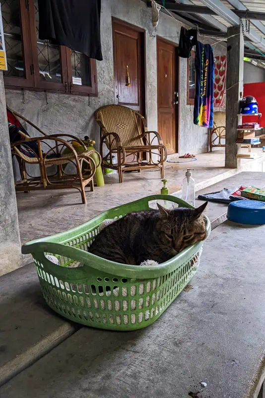 On-site accommodation - featuring Fatty the cat