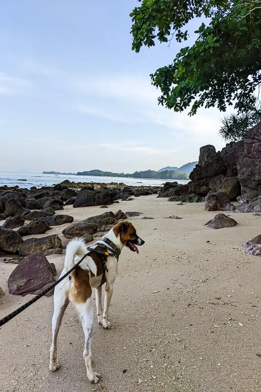 Volunteering at Lanta Animal Welfare: Walking Finnigan