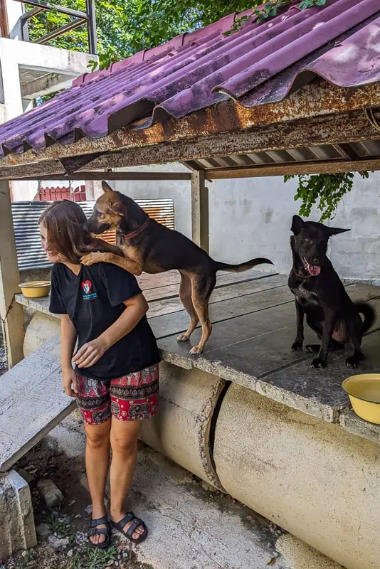 What it's like to volunteer at Lanta Animal Welfare - Birdie & Hetty