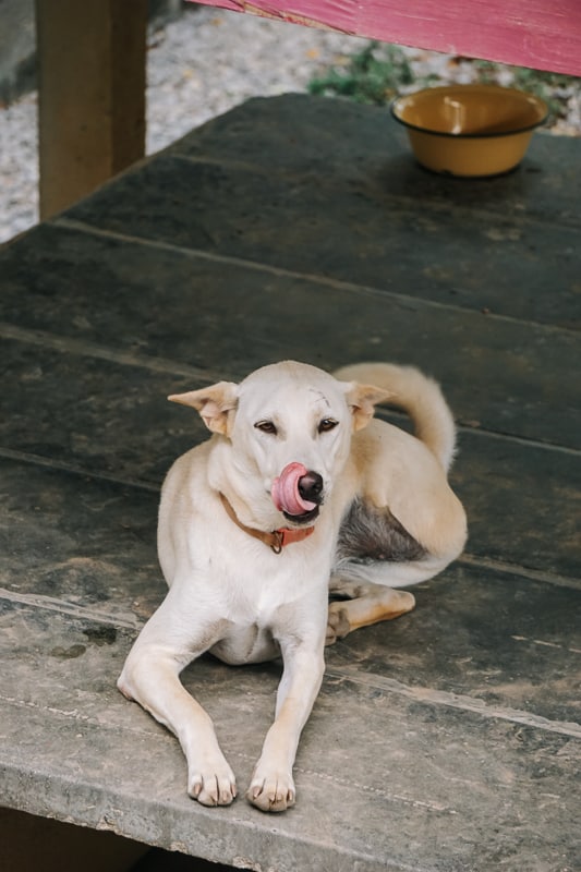 Volunteer at Lanta Animal Welfare - Pink