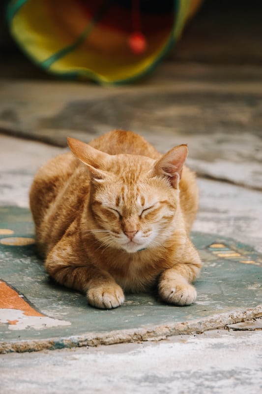 Taro in Kitty City; Lanta Animal Welfare