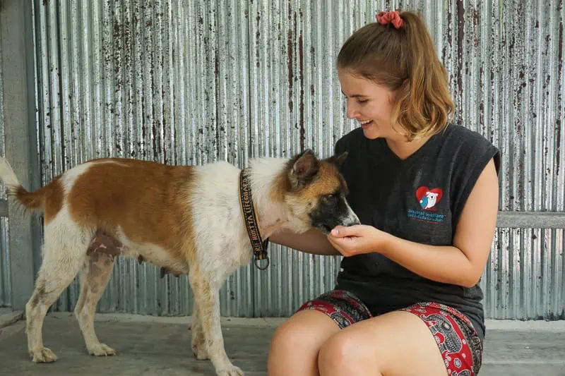 Volunteering at Lanta Animal Welfare: Socialising with Maple