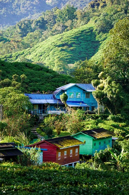 Tea plantations in the Cameron Highlands