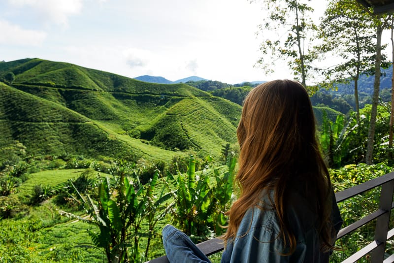 Exploring the Cameron Highlands during a 2 week Malaysia itinerary