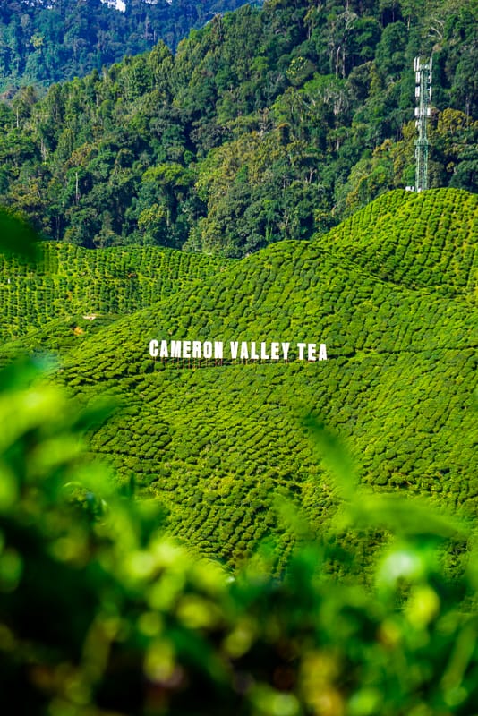 The Cameron Highlands