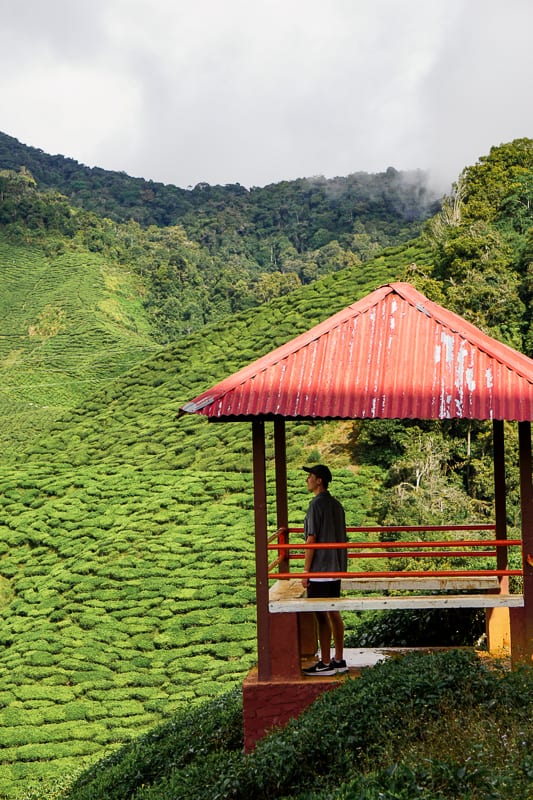 Bharat Tea Plantations in the Cameron Highlands