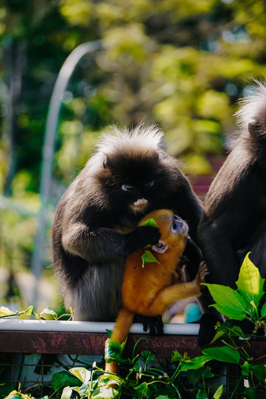 Macaque Monkeys at Penang Hill