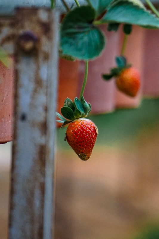 Strawberries in the Highlands