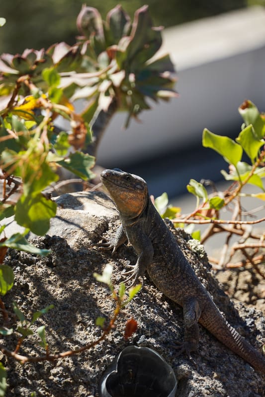 Lizards at the Caldera