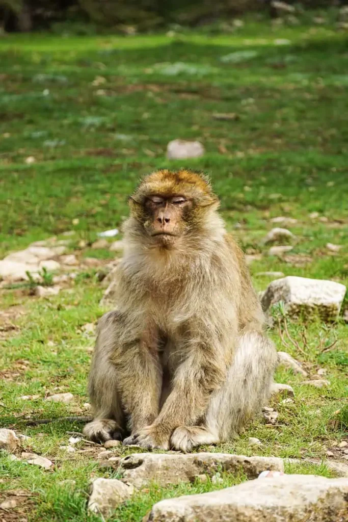 The monkeys in the forest