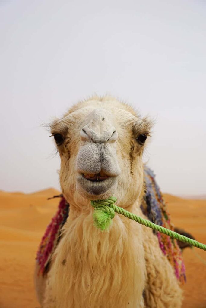 Camel in the Sahara