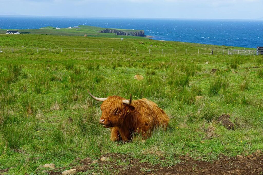 Highland cow enjoying the Scottish sun