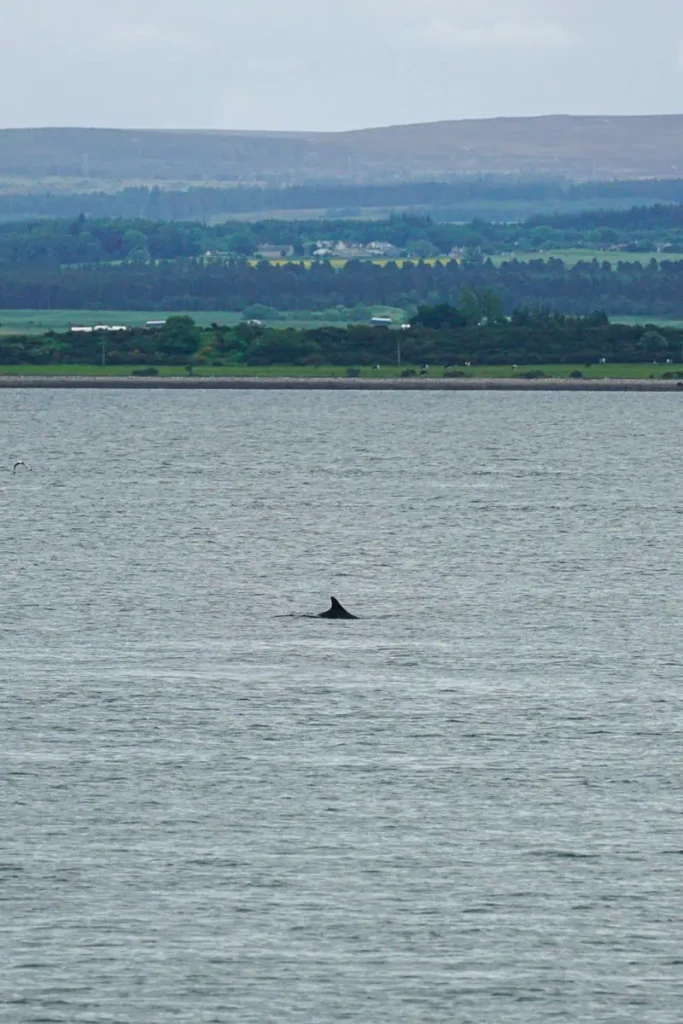 A solo dolphin passing at Chanonry Point