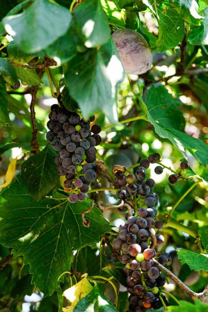 Grapes of Albania