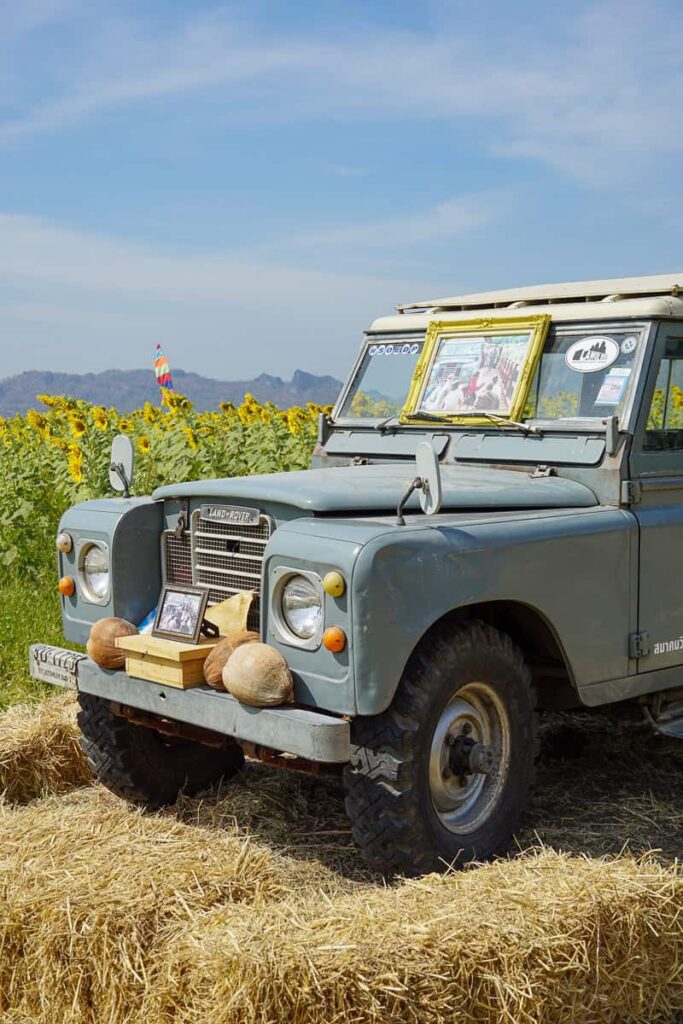 2 days in Lopburi - Sunflower fields