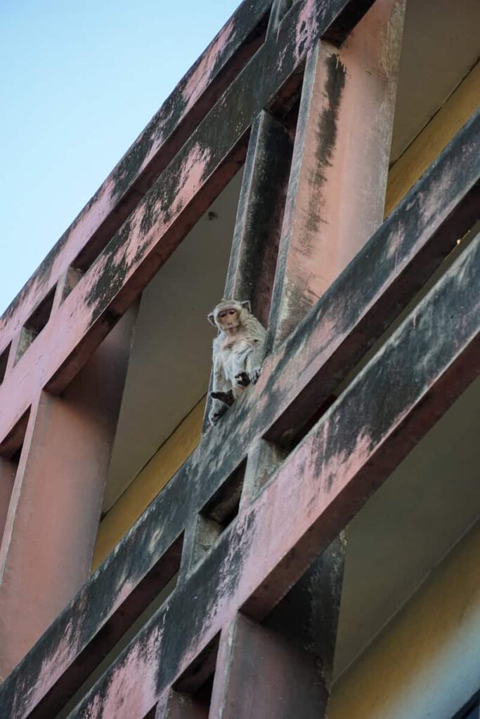 Resident monkey - Best things to do in Lopburi
