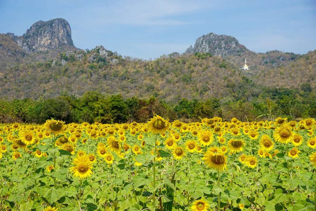 View of Wat Khao Chin Lae (top right) from the sunflower field