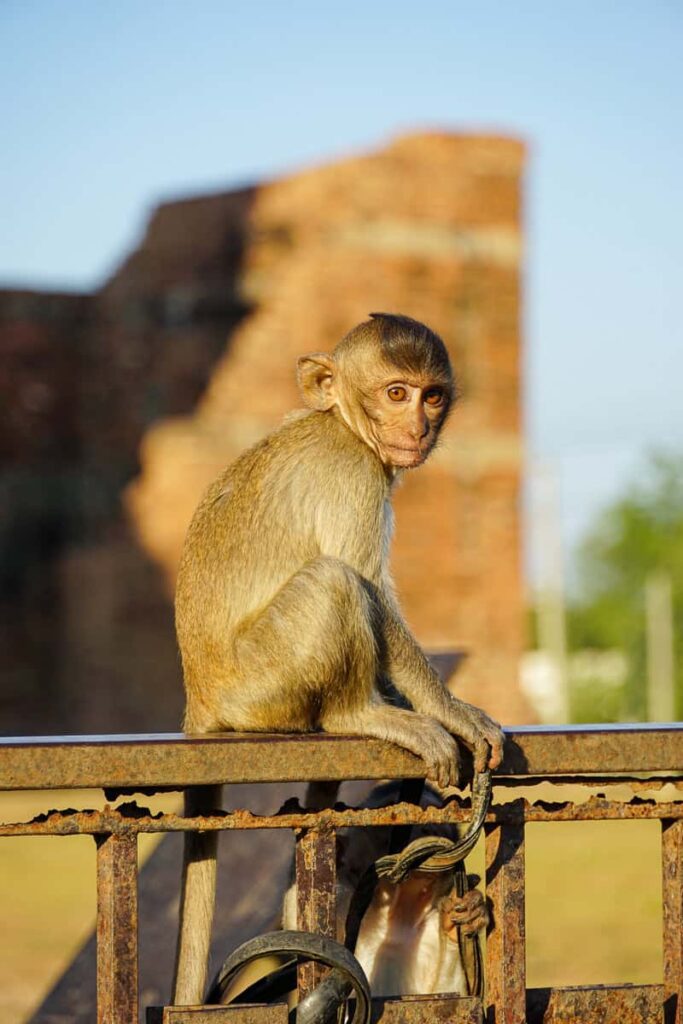 Baby monkey patiently waiting for visitors
