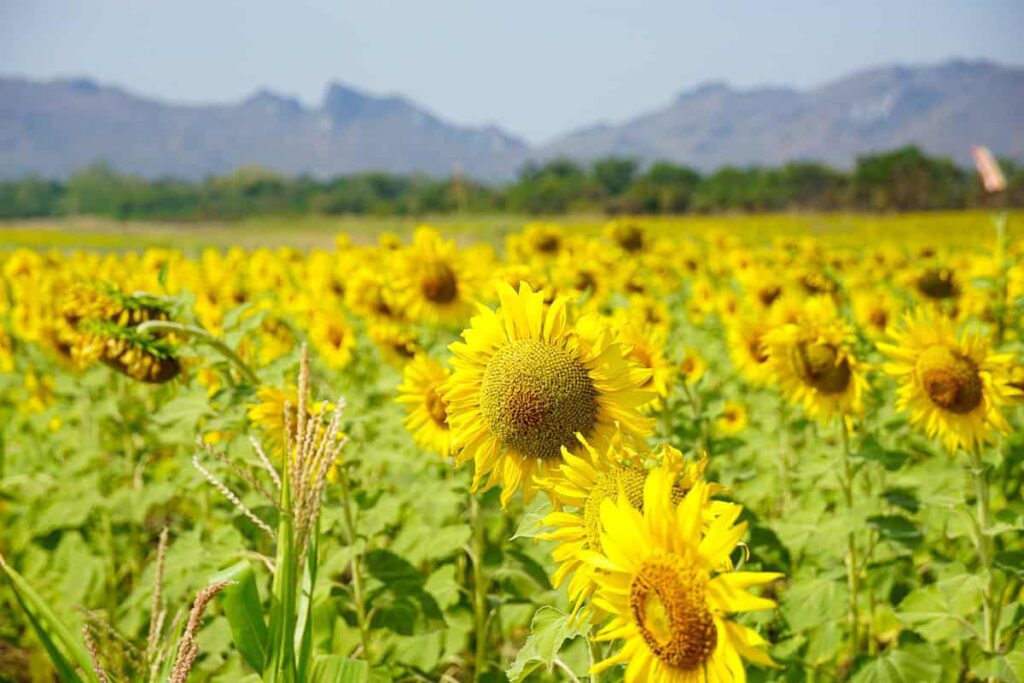 Sunflowers growing nearby Lopburi