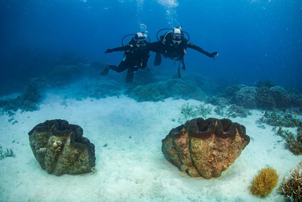 Giant Clams in the Great Barrier Reef