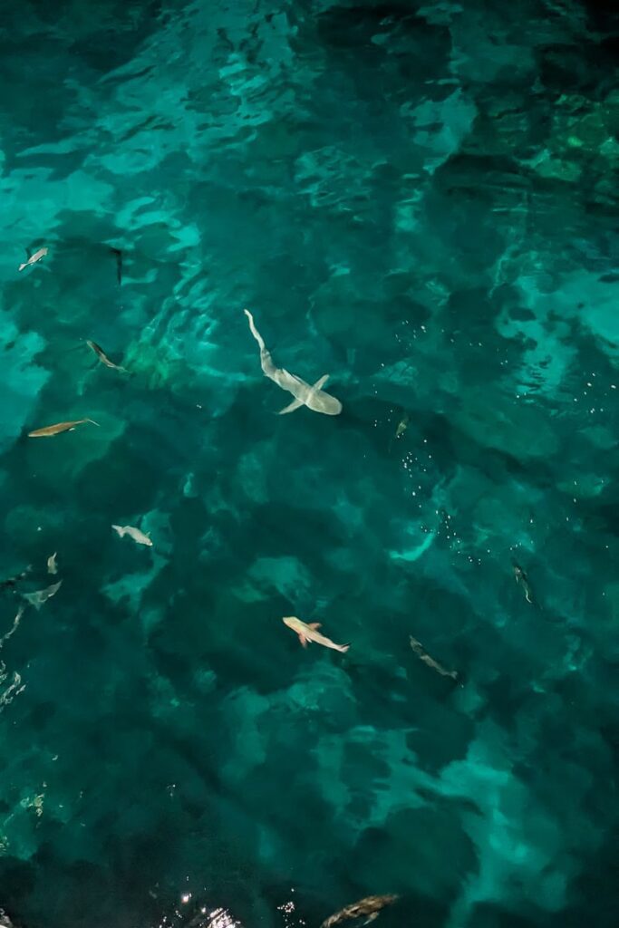 Reef Sharks in the Great Barrier Reef